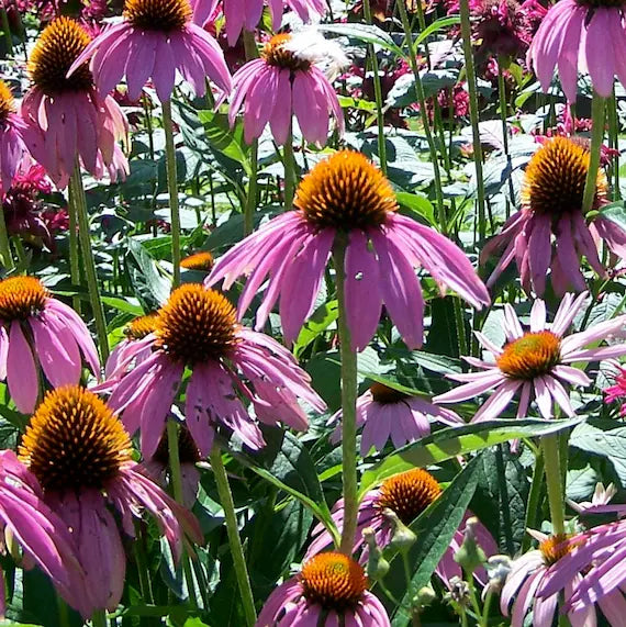 Purple Echinacea Flower seeds for Planting Compact Growth Heirloom & GMO Free Seeds for Home Garden