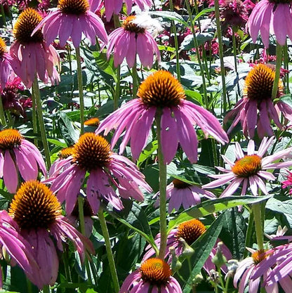 Purple Echinacea Flower seeds for Planting Compact Growth Heirloom & GMO Free Seeds for Home Garden