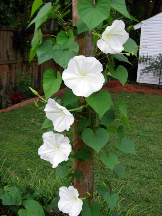 Moon Flower seeds for Planting Seasonal Bloomer, Heirloom & GMO Free Seeds for Home Garden vegetable and garden seeds