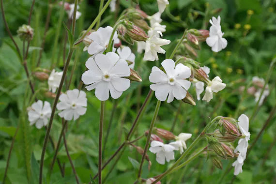 High quality Campion Flower seeds for Planting Wildflower Mix, Heirloom & GMO Free Seeds for Home Garden seeds pack