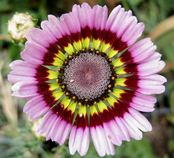 Premium Purple Chrysanthemum Carinatum Flower seeds for Planting Low Maintenance, Heirloom & GMO Free Seeds for Home Garden seeds