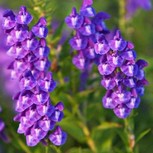 Chinese Skullcap Flower seeds for Planting Garden Favorite, Heirloom & GMO Free Seeds for Home Garden seeds for planting