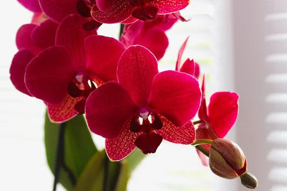 Premium Red Butterfly Orchid Flower seeds for Planting Bright Blooms, Heirloom & GMO Free Seeds for Home Garden seeds