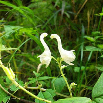 Swan Flower seeds for Planting Fragrant Blossoms Heirloom & GMO Free Seeds for Home Garden