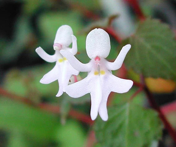 Premium Baby Face Orchid Flower seeds for Planting Perfect for Borders, Heirloom & GMO Free Seeds for Home Garden seeds