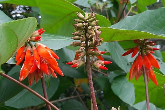 Orange Green Erythrina Flower seeds for Planting Cottage Garden Essential, Heirloom & GMO Free Seeds for Home Garden seeds for planting