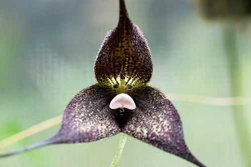 Black Monkey Face Orchid Flower Seeds Pollinator Friendly, Heirloom & GMO Free Seeds for Home Garden seeds for planting