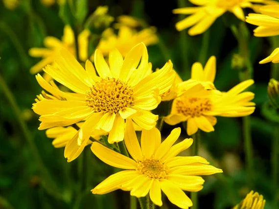 Yellow Mountain Arnica Flower seeds for Planting Garden Favorite, Heirloom & GMO Free Seeds for Home Garden vegetable and garden seeds