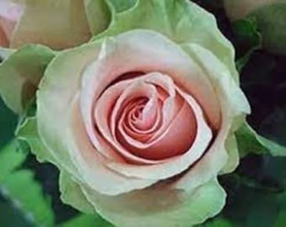 Green Pink Rose Heirloom Flower seeds for Planting Bright Blooms, Heirloom & GMO Free Seeds for Home Garden seeds for planting