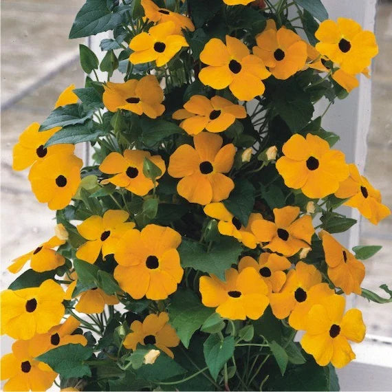 Susan Flower seeds for Planting Drought Tolerant, Heirloom & GMO Free Seeds for Home Garden vegetable and garden seeds