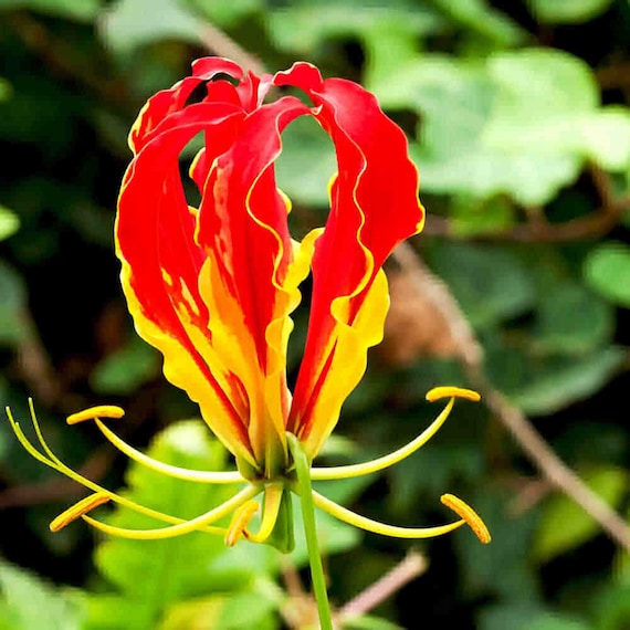 Premium Red Yellow Gloriosa Rothschildiana Flower seeds for Planting Fragrant Blossoms, Heirloom & GMO Free Seeds for Home Garden seeds