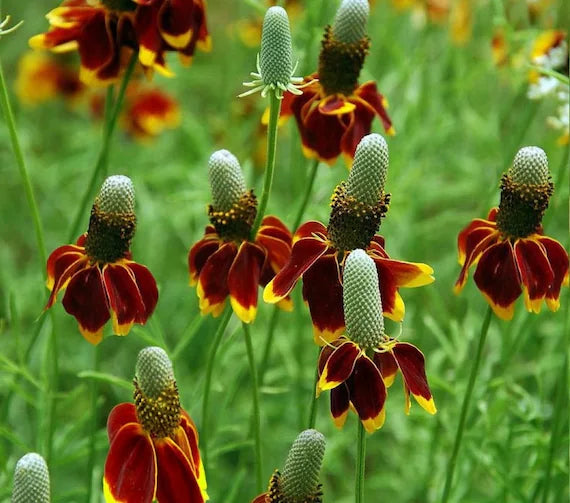 Hat Cone Flower seeds for Planting Drought Tolerant Heirloom & GMO Free Seeds for Home Garden