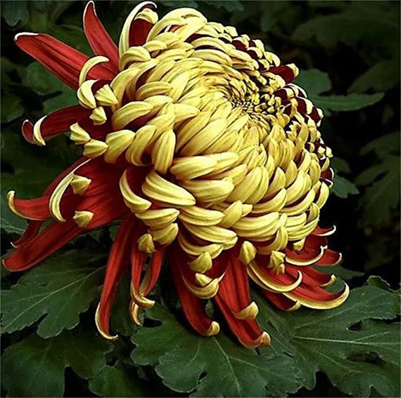 Premium Yellow Red Chrysanthemum Flower seeds for Planting Seasonal Bloomer, Heirloom & GMO Free Seeds for Home Garden seeds