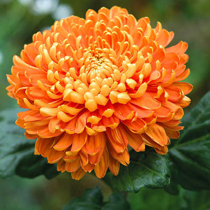 Heirloom Chrysanthemum Flower seeds for Planting Sun Loving Heirloom & GMO Free Seeds for Home Garden