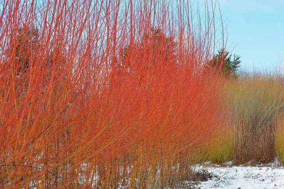 Flame Willow Flower seeds for Planting Shade Tolerant, Heirloom & GMO Free Seeds for Home Garden vegetable and garden seeds