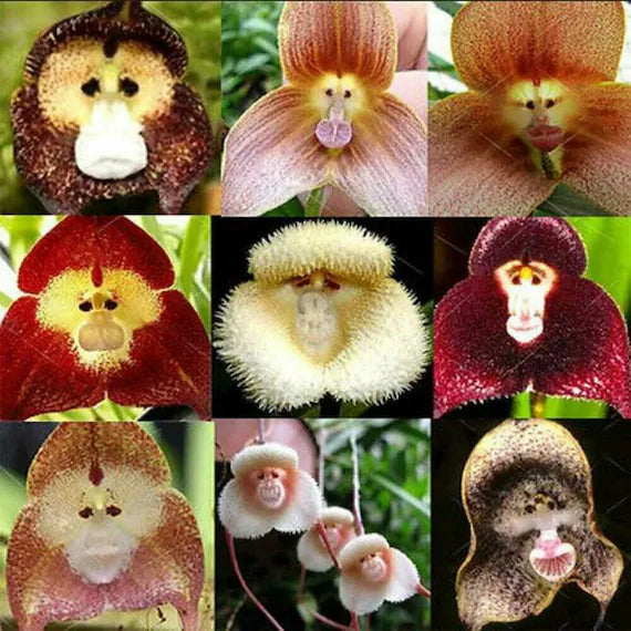 Premium Monkey Face Pink Flower seeds for Planting Cut Flower Favorite, Heirloom & GMO Free Seeds for Home Garden seeds