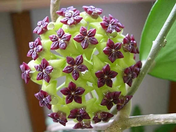 Sea Green Hoya Flower seeds for Planting Compact Growth Heirloom & GMO Free Seeds for Home Garden 
 
 Sale
