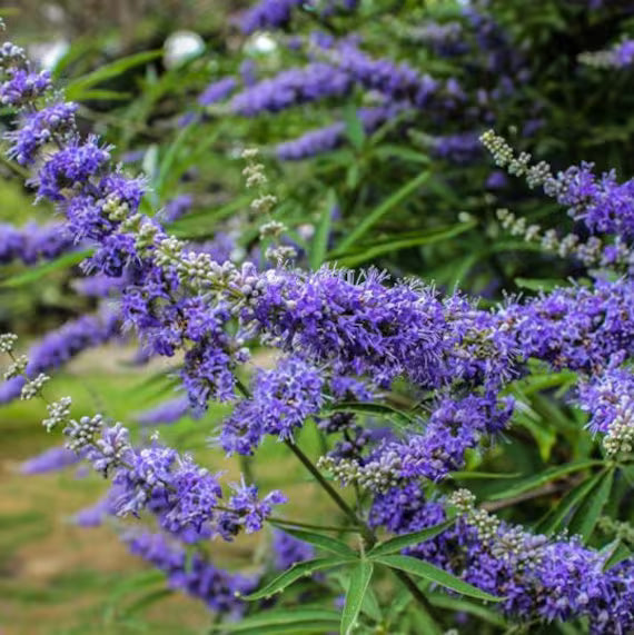 High quality Vitex Agnus Flower seeds for Planting Vibrant Colors, Heirloom & GMO Free Seeds for Home Garden seeds pack