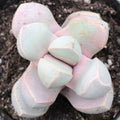 Sea Green Lapidaria Margaretae Flower seeds for Planting Cut Flower Favorite, Heirloom & GMO Free Seeds for Home Garden seeds for planting