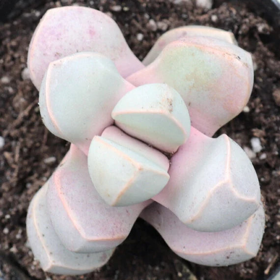 Sea Green Lapidaria Margaretae Flower seeds for Planting Cut Flower Favorite, Heirloom & GMO Free Seeds for Home Garden seeds for planting