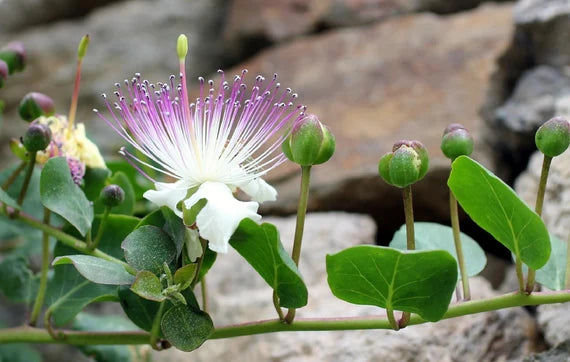 Heirloom Capparis Spinosa Flower seeds for Planting Sun Loving Heirloom & GMO Free Seeds for Home Garden