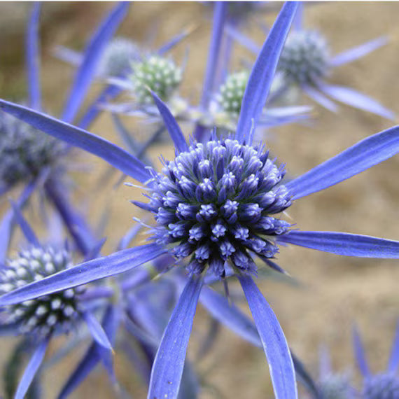 Eryngium Flower seeds for Planting Colorful Display, Heirloom & GMO Free Seeds for Home Garden seeds for planting