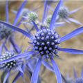 Eryngium Flower seeds for Planting Colorful Display, Heirloom & GMO Free Seeds for Home Garden seeds for planting