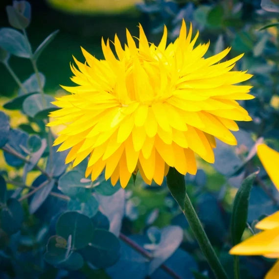 Yellow StrawFlower seeds for Planting Garden Favorite, Heirloom & GMO Free Seeds for Home Garden vegetable and garden seeds