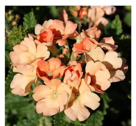 Peach Verbena Didyma Flower seeds for Planting Sun Loving, Heirloom & GMO Free Seeds for Home Garden vegetable and garden seeds