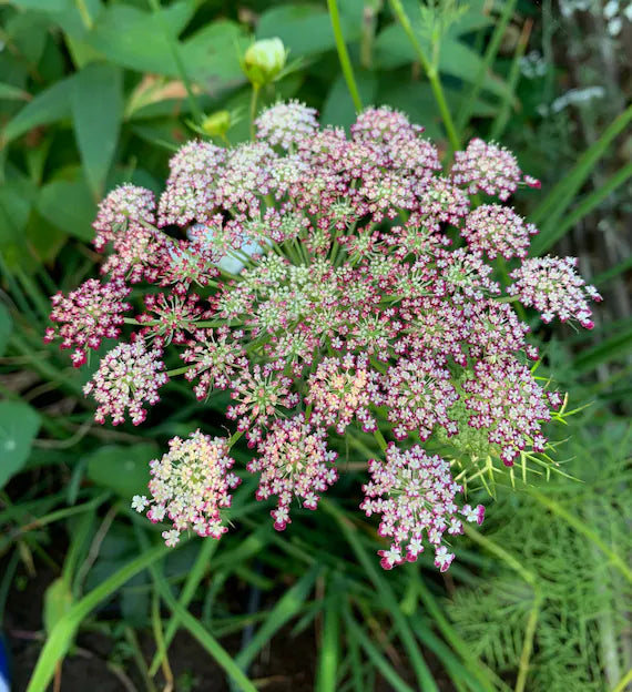 Mixed Dara Anne's Lace Flower seeds for Planting Pollinator Friendly, Heirloom & GMO Free Seeds for Home Garden vegetable and garden seeds