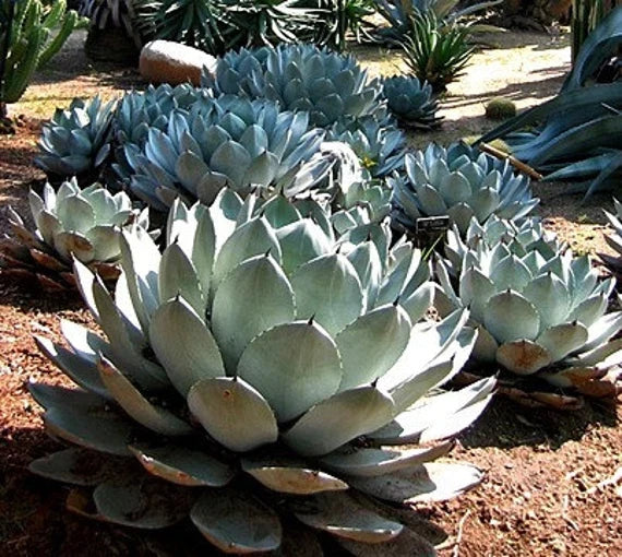 Green Agave Parryi Flower seeds for Planting - Premium Quality, Heirloom & GMO Free Seeds for Home Garden