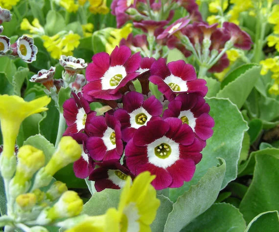 Premium Mixed Auricula Flower seeds for Planting Long Bloom Season, Heirloom & GMO Free Seeds for Home Garden seeds