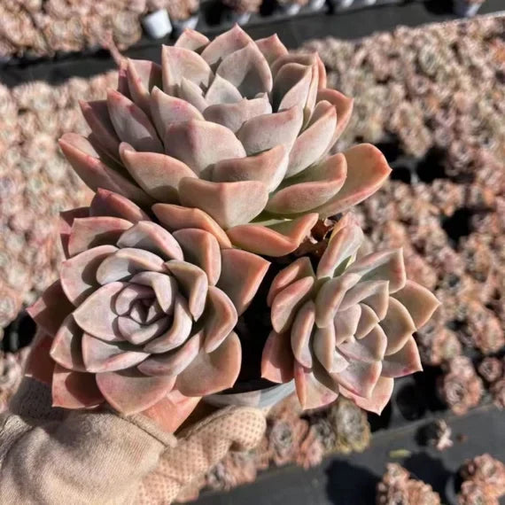 Suculento Plant Seeds For Gardening & Planting - Grow Beautiful Succulent Varieties
