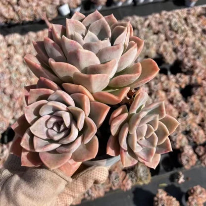 Suculento Plant Seeds For Gardening & Planting - Grow Beautiful Succulent Varieties