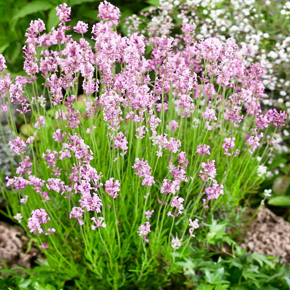 Pink Lavender Marjoram Flower seeds for Planting Hardy Variety, Heirloom & GMO Free Seeds for Home Garden vegetable and garden seeds