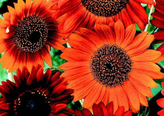 Yellow Red SunFlower seeds for Planting Garden Favorite, Heirloom & GMO Free Seeds for Home Garden vegetable and garden seeds