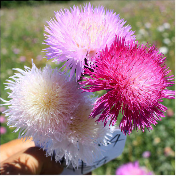 Heirloom Moschata Flower seeds for Planting Premium Quality Heirloom & GMO Free Seeds for Home Garden