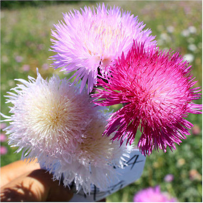 Heirloom Moschata Flower seeds for Planting Premium Quality Heirloom & GMO Free Seeds for Home Garden