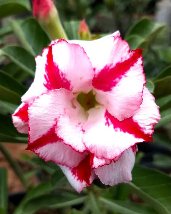 Pink White Adenium Obesum Flower seeds for Planting Vibrant Colors, Heirloom & GMO Free Seeds for Home Garden vegetable and garden seeds