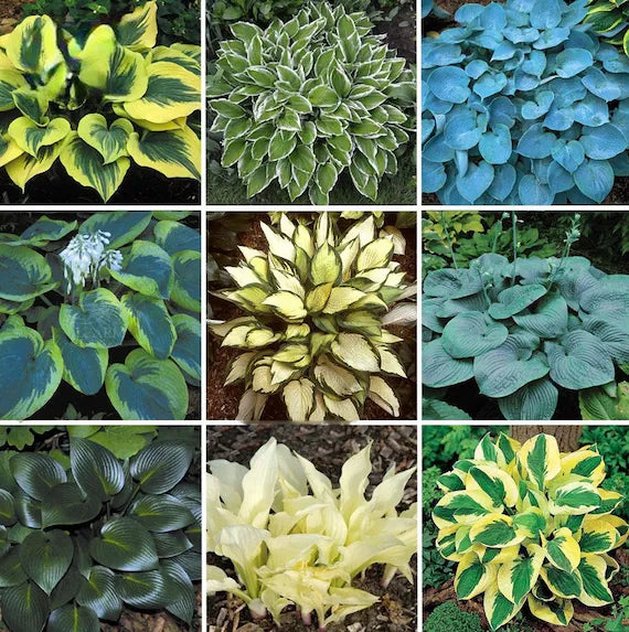 Hosta Lily Flower seeds for Planting - Seasonal Bloomer, Heirloom & GMO Free Seeds for Home Garden