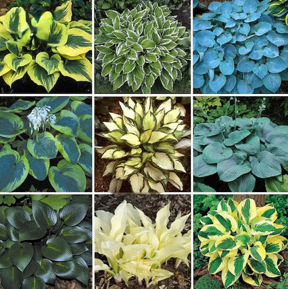 Hosta Lily Flower seeds for Planting - Seasonal Bloomer, Heirloom & GMO Free Seeds for Home Garden