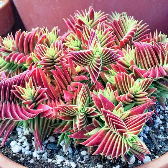 Red Pagoda Flower seeds for Planting Seasonal Bloomer, Heirloom & GMO Free Seeds for Home Garden vegetable and garden seeds