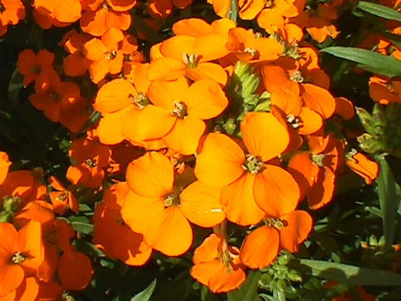 High quality Yellow Wallflower Flower seeds for Planting Premium Quality, Heirloom & GMO Free Seeds for Home Garden seeds pack