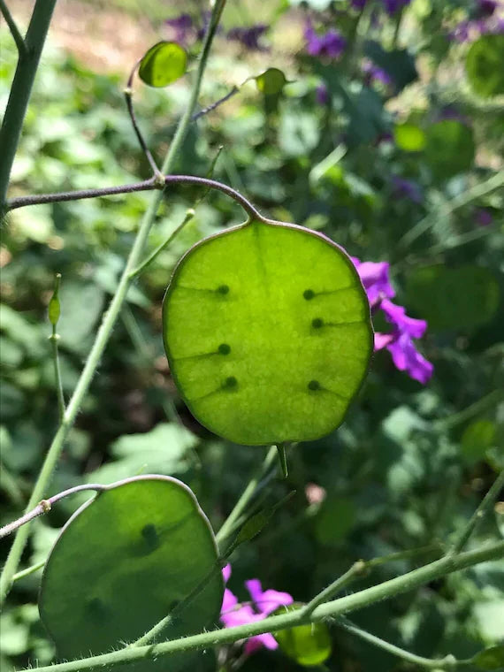 Green Lunaria Flower seeds for Planting Premium Quality, Heirloom & GMO Free Seeds for Home Garden vegetable and garden seeds