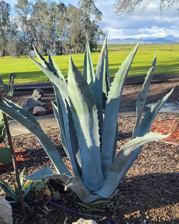 Premium Silver Agave Flower seeds for Planting Hardy Variety, Heirloom & GMO Free Seeds for Home Garden seeds