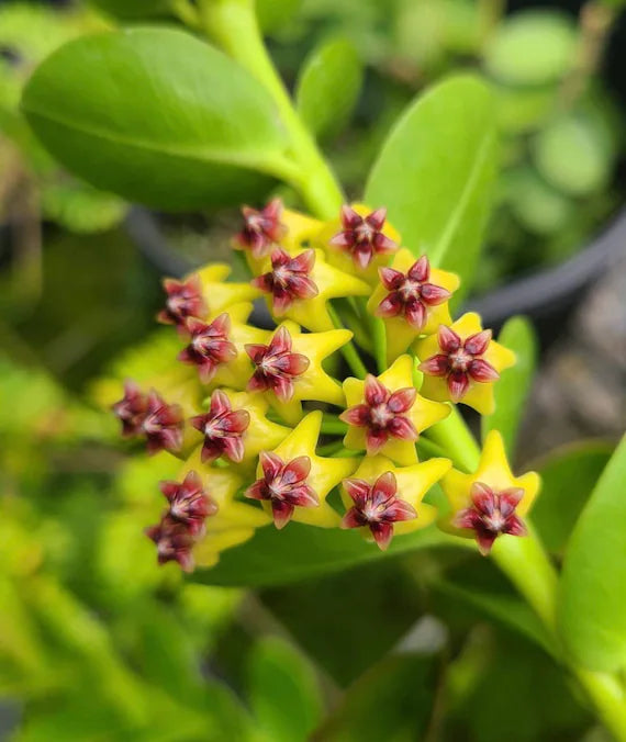 Green Maroon Hoya Flower seeds for Planting Vibrant Colors, Heirloom & GMO Free Seeds for Home Garden vegetable and garden seeds