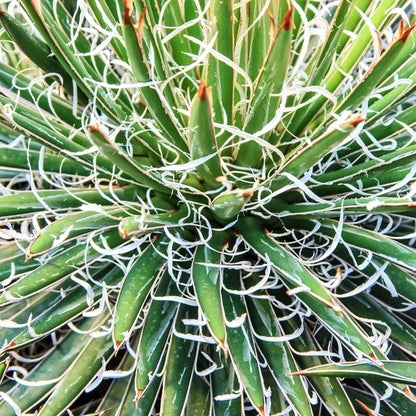 Green Leuchtenbergia Flower seeds for Planting - Long Bloom Season, Heirloom & GMO Free Seeds for Home Garden