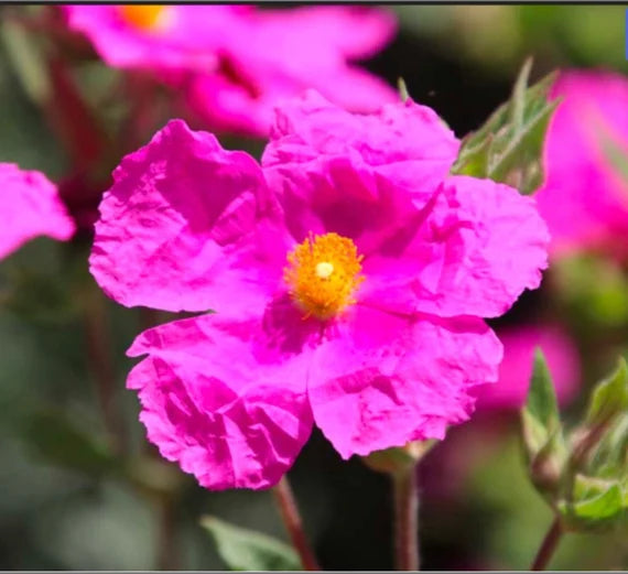Cistus Creticus (Rockrose) Flower seeds for Planting - Perfect for Borders, Heirloom & GMO Free Seeds for Home Garden
 
 Sale seeds for home garden
