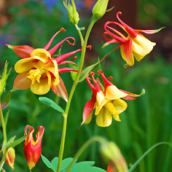 Tequila Sunrise Columbine Flower seeds for Planting, Sun Loving Heirloom & GMO Free Seeds for Home Garden