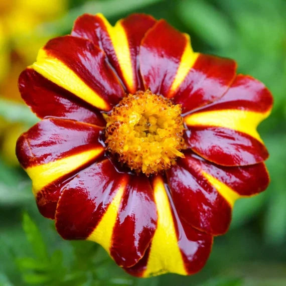 Marigold Jester Flower seeds for Planting Cut Flower Favorite Heirloom & GMO Free Seeds for Home Garden